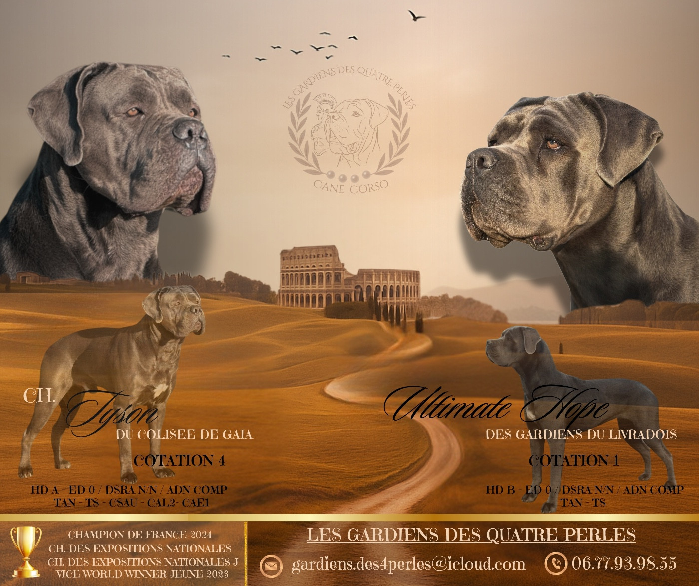 Les Gardiens Des Quatre Perles - Chiots disponibles - Cane Corso