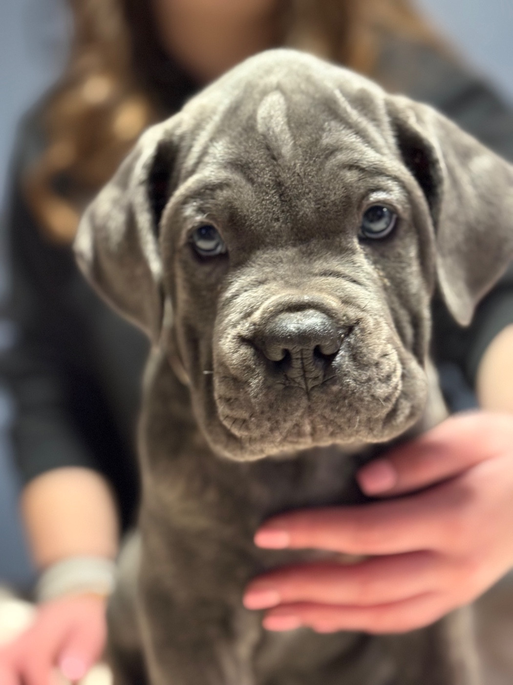 Les Gardiens Des Quatre Perles - Chiots disponibles - Cane Corso