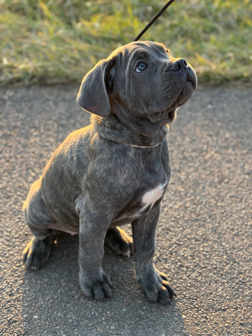 Les Gardiens Des Quatre Perles - Chiots disponibles - Cane Corso